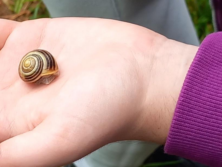 Schüler*in entdeckt eine Schnecke und hält diese in der Hand